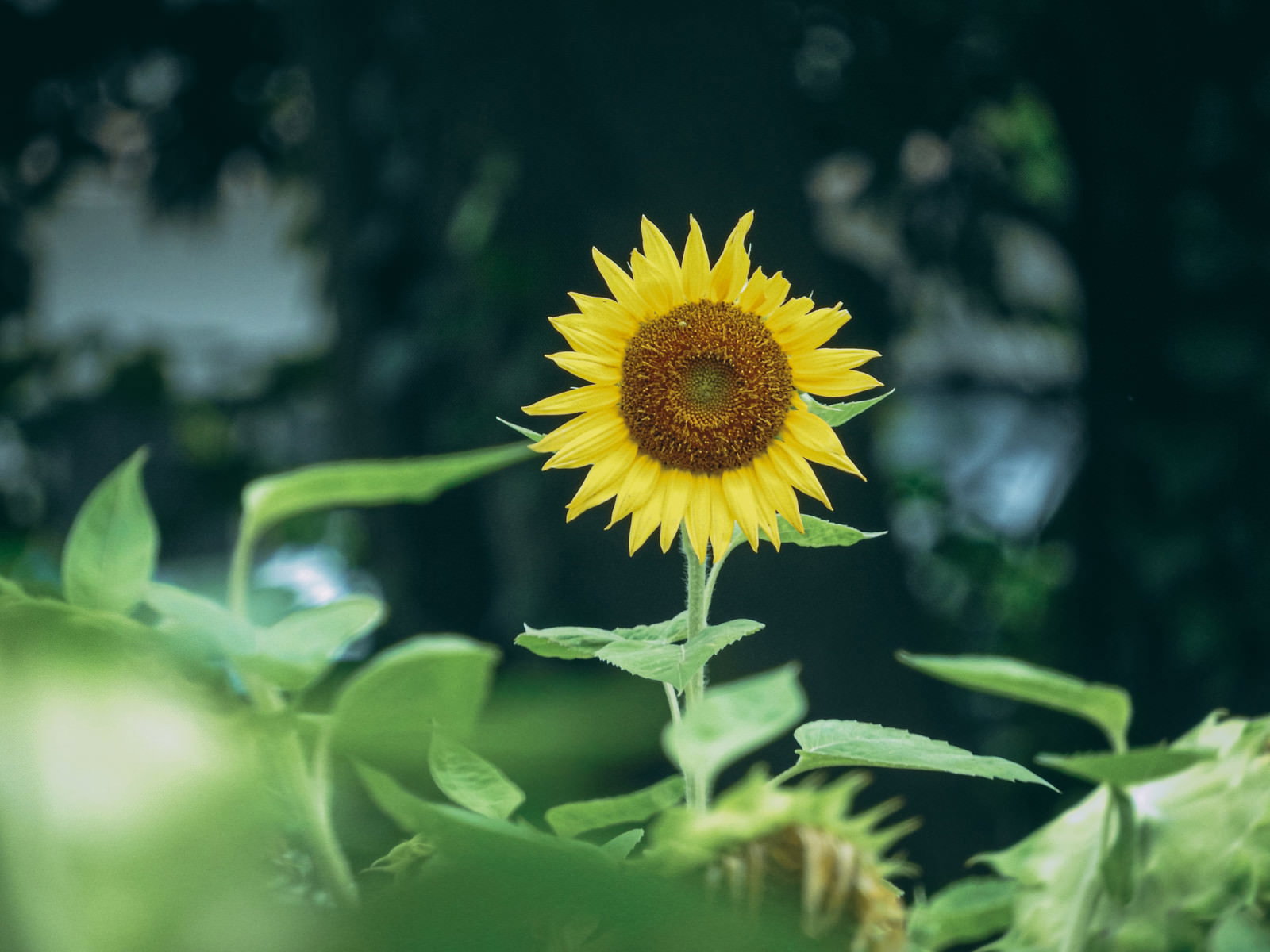 黄色い向日葵の花が緑の葉と茎を背景にして咲いている様子