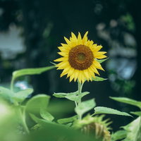 こちらを見つめる向日葵の黄色い花と緑の茎葉の写真