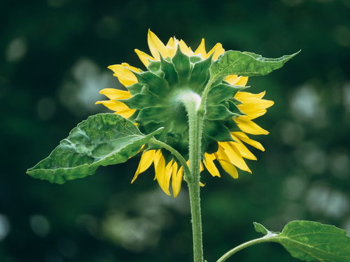 そっぽを向いて咲く向日葵の花、夏の季節素材として活躍する黄色い一年草