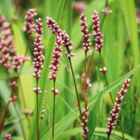 細い茎に密集するピンク色の花穂を付けるイヌタデの写真