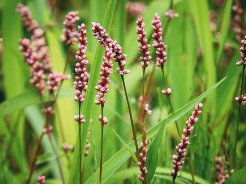 細い茎に密集するピンク色の花穂を付けるイヌタデ