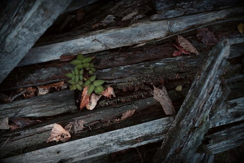 乱雑に置かれた廃材とじめじめした箇所から生えるきのこ