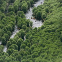 川のほとりを埋め尽くす植物の写真