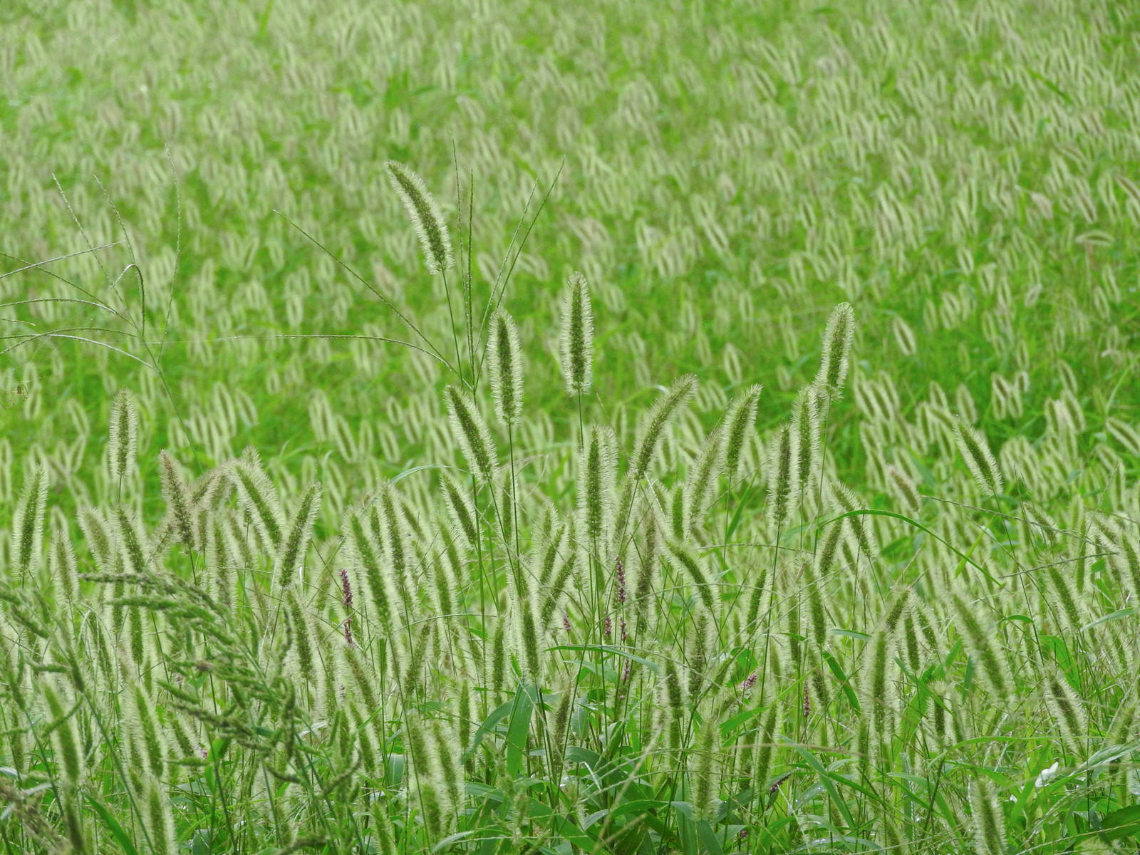 緑の草地に密集して生えるエノコログサの穂が風に揺れる原っぱ