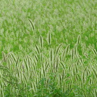 エノコログサで一面に覆われた緑の原っぱ。夏の野草風景の写真