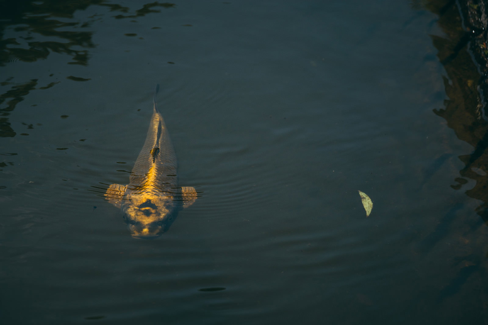 池の暗い水面を泳ぐ鯉が人の顔のように見える様子