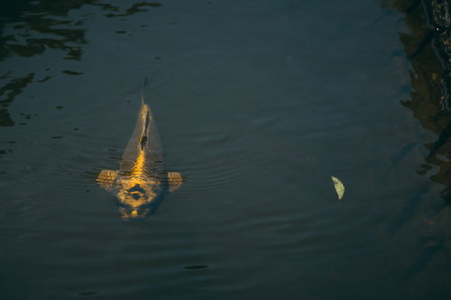 あの池を泳ぐ鯉って人の顔に見えない？