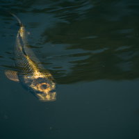 3徹した人面鯉の写真