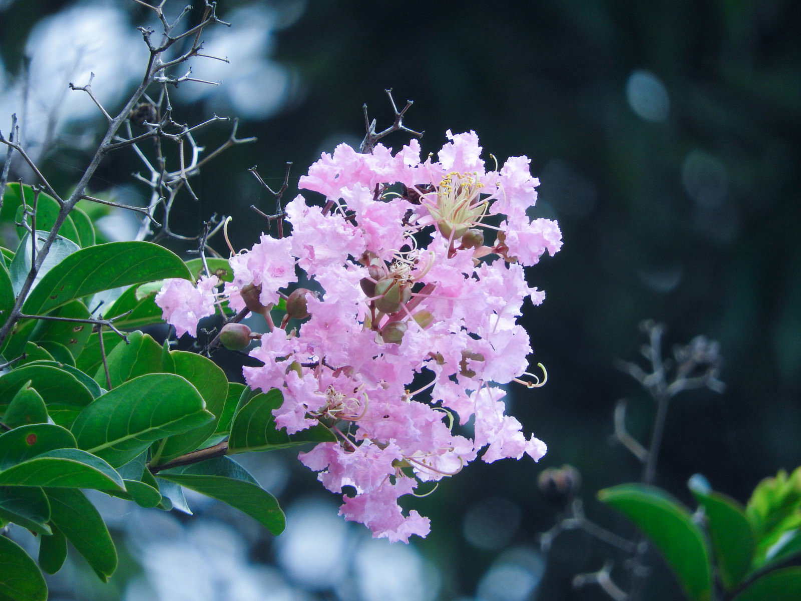 淡いピンク色の縮れた花弁を持つサルスベリの花と緑の葉