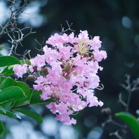淡いピンク色の縮れた花弁が咲くサルスベリの写真