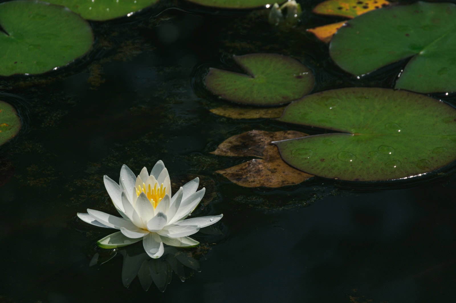 池の水面に浮かぶ白い蓮の花と緑の大きな葉