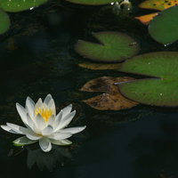 池に浮かぶ蓮の花と葉の写真