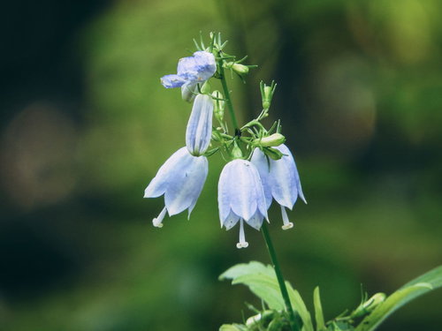 山野で見つけたキキョウ科のツリガネニンジン