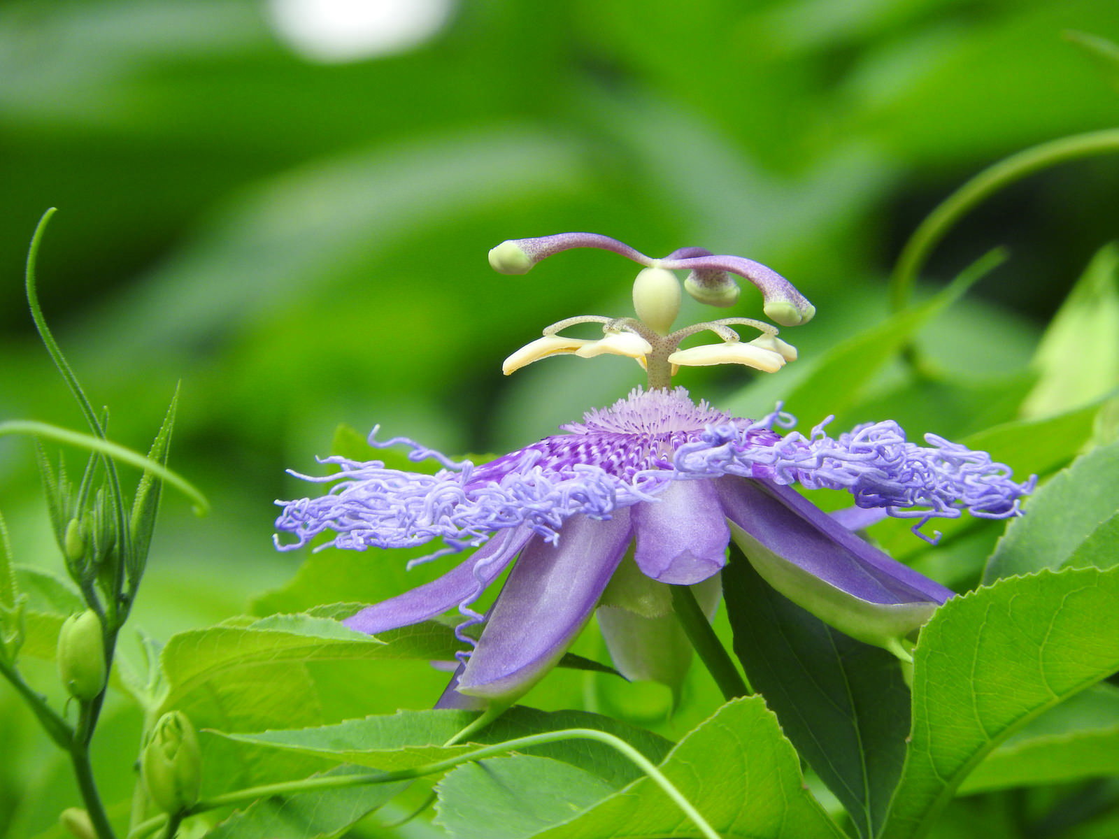 緑の葉の中に咲く紫色のトケイソウの花