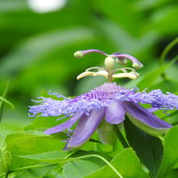 紫色の個性的な造形美のトケイソウの花と熱帯植物の魅力の写真