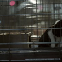 金属の檻に入った猫ちゃんの悲しそうな表情の写真