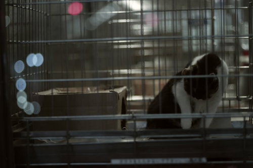 金属の檻に入った猫ちゃんの悲しそうな表情