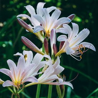 山野に自然に咲くナツズイセンの淡いピンク色の花の写真