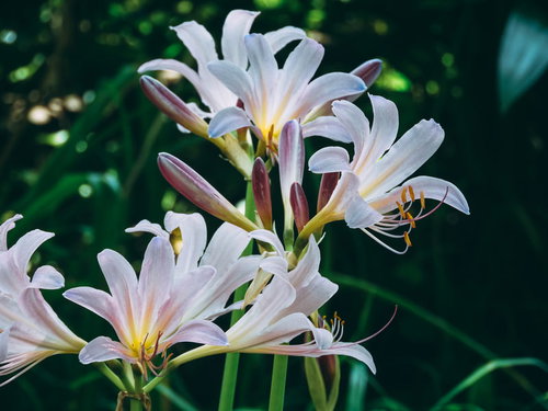 山野に自然に咲くナツズイセンの淡いピンク色の花