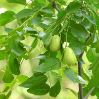 枝に付く色付く前の緑色のナツメの果実と葉の写真