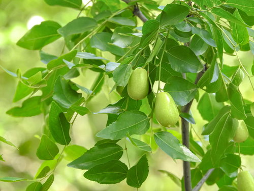 枝に付く色付く前の緑色のナツメの果実と葉