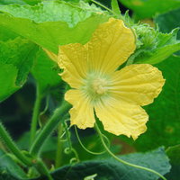 緑の葉に囲まれて咲く黄色いヘチマの花の写真