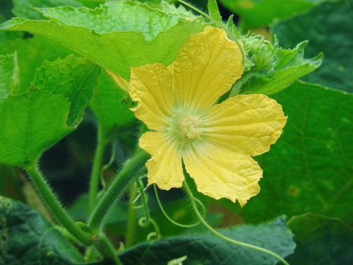 緑の葉に囲まれて咲く黄色いヘチマの花