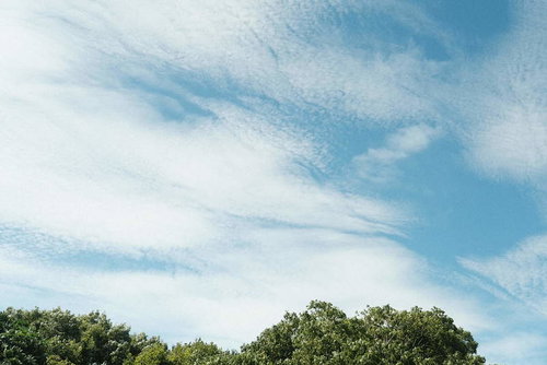 淡いブルーの空に広がる薄い雲と緑の木々が映る風景