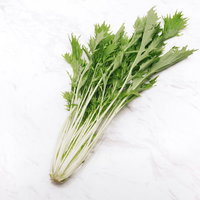 白い茎が目立つ採れたての水菜の食材写真。新鮮な野菜の写真