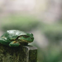 東堂山満福寺の境内で見つけたカエルの横顔の写真
