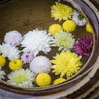 岳温泉神社の手水舎に浮かぶ黄色とピンクの菊の花手水の写真