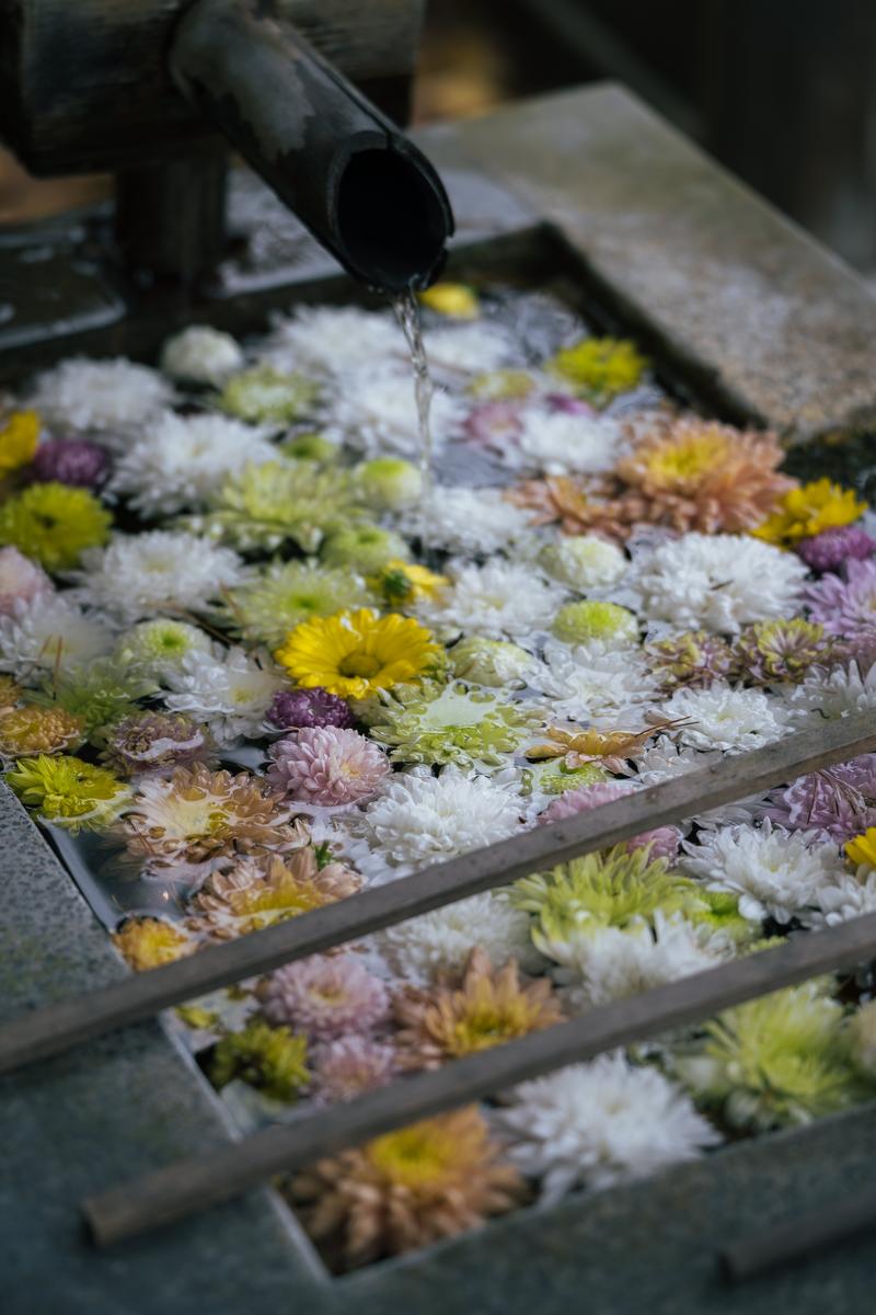 岳温泉神社の手水舎で、色とりどりのキク科の花が浮かぶ花手水