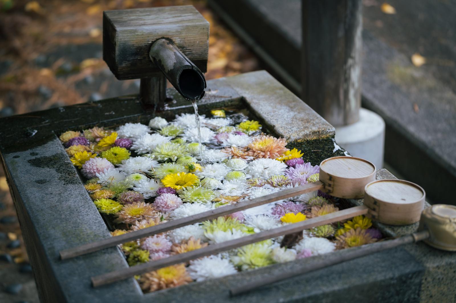 色とりどりの菊の花が浮かぶ手水舎に竹製の樋から水が注ぎ込まれている