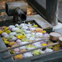 二本松市岳温泉の境内で見る花手水、水面に映る色とりどりの花の写真
