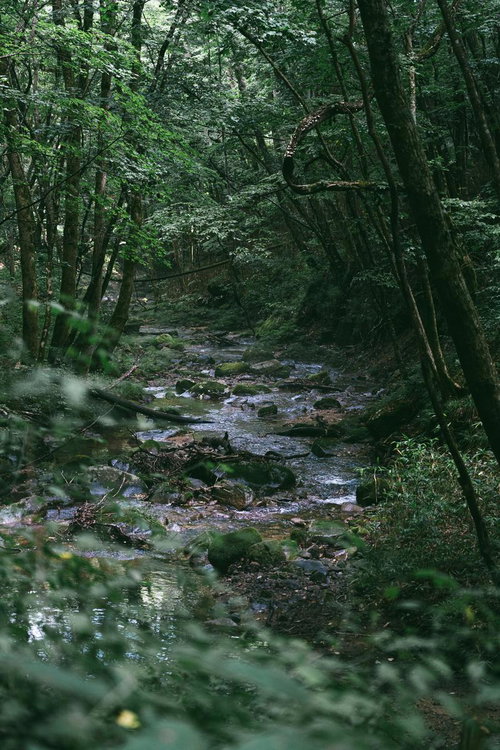 行司ヶ滝の木々の間を流れる小川の美