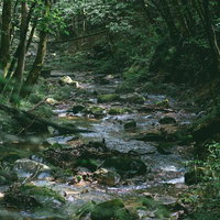行司ヶ滝の小川を流れる清流と苔むした岩場の写真