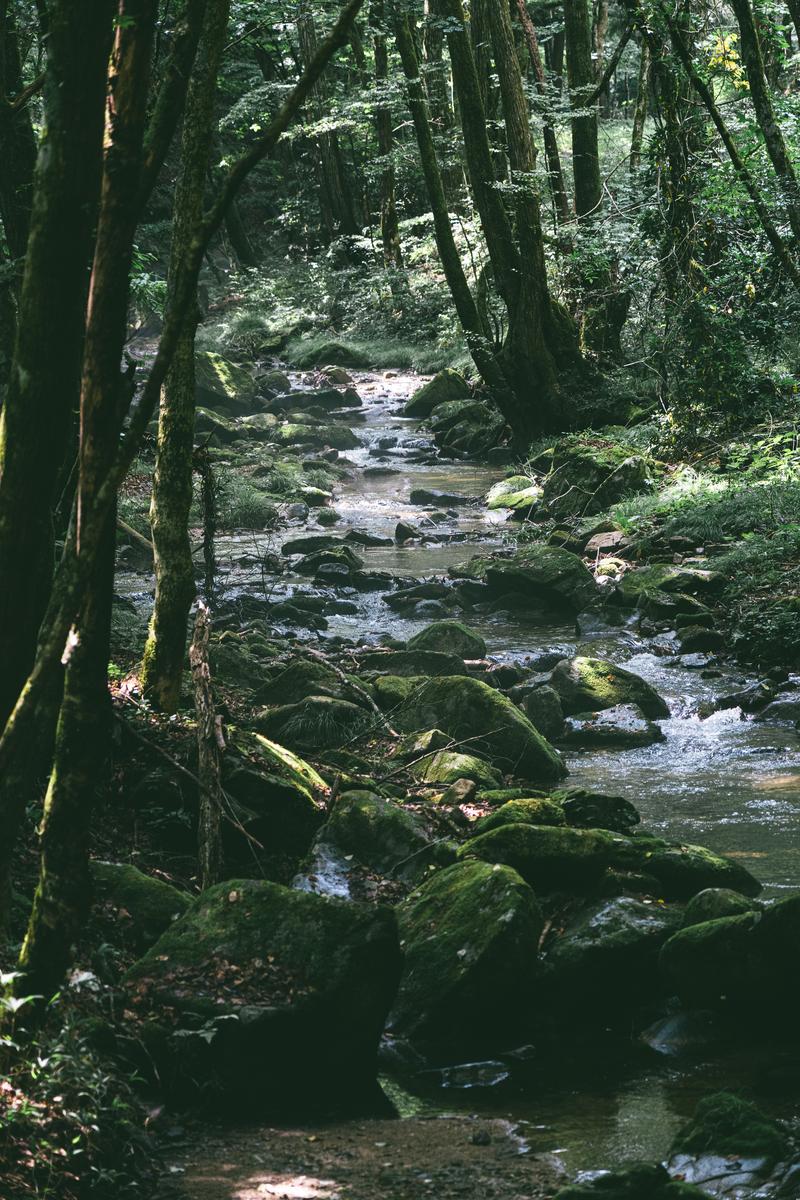 木々に囲まれた行司ヶ滝の渓流。苔むした岩と清流が続く小川の風景