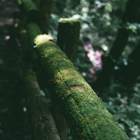 福島県田村市の行司ヶ滝周辺の苔むした木製手摺りの写真