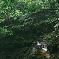 行司ヶ滝の森の中を流れるせせらぎ、清流と緑に包まれた小川の写真