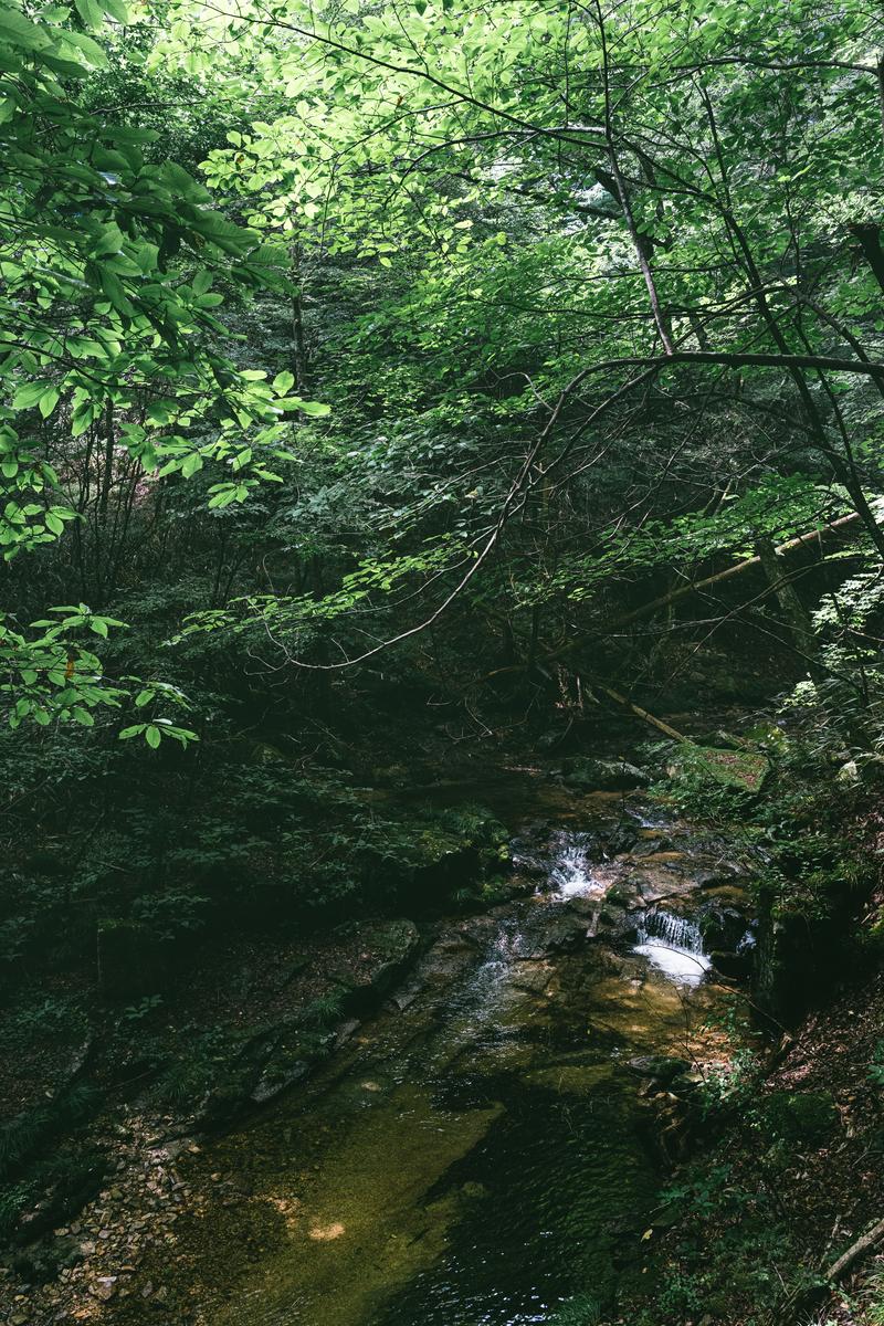 森に囲まれた清流が苔むした岩を流れる小川の風景