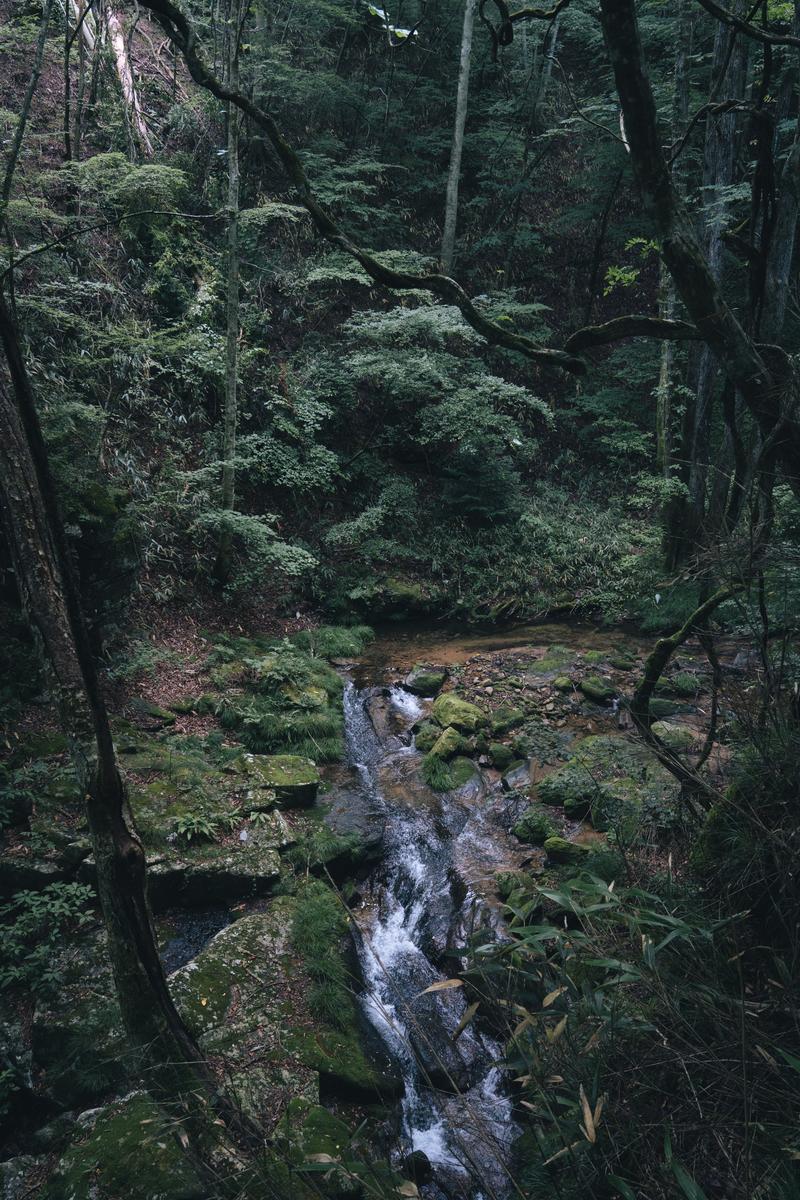 苔むした岩と清流が流れる森の渓谷。福島県田村市の行司ヶ滝近くの小川