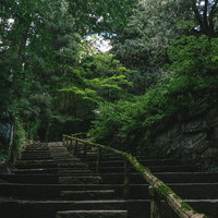 東堂山満福寺の苔むした石段と緑に包まれた参道の写真