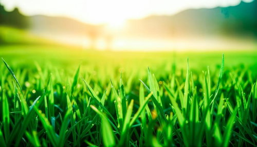 朝日に透ける芝生の新芽