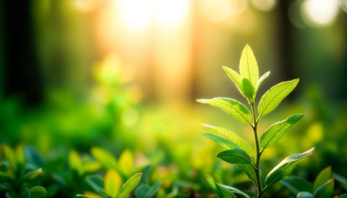 日差しを浴びて伸びる若葉の新芽