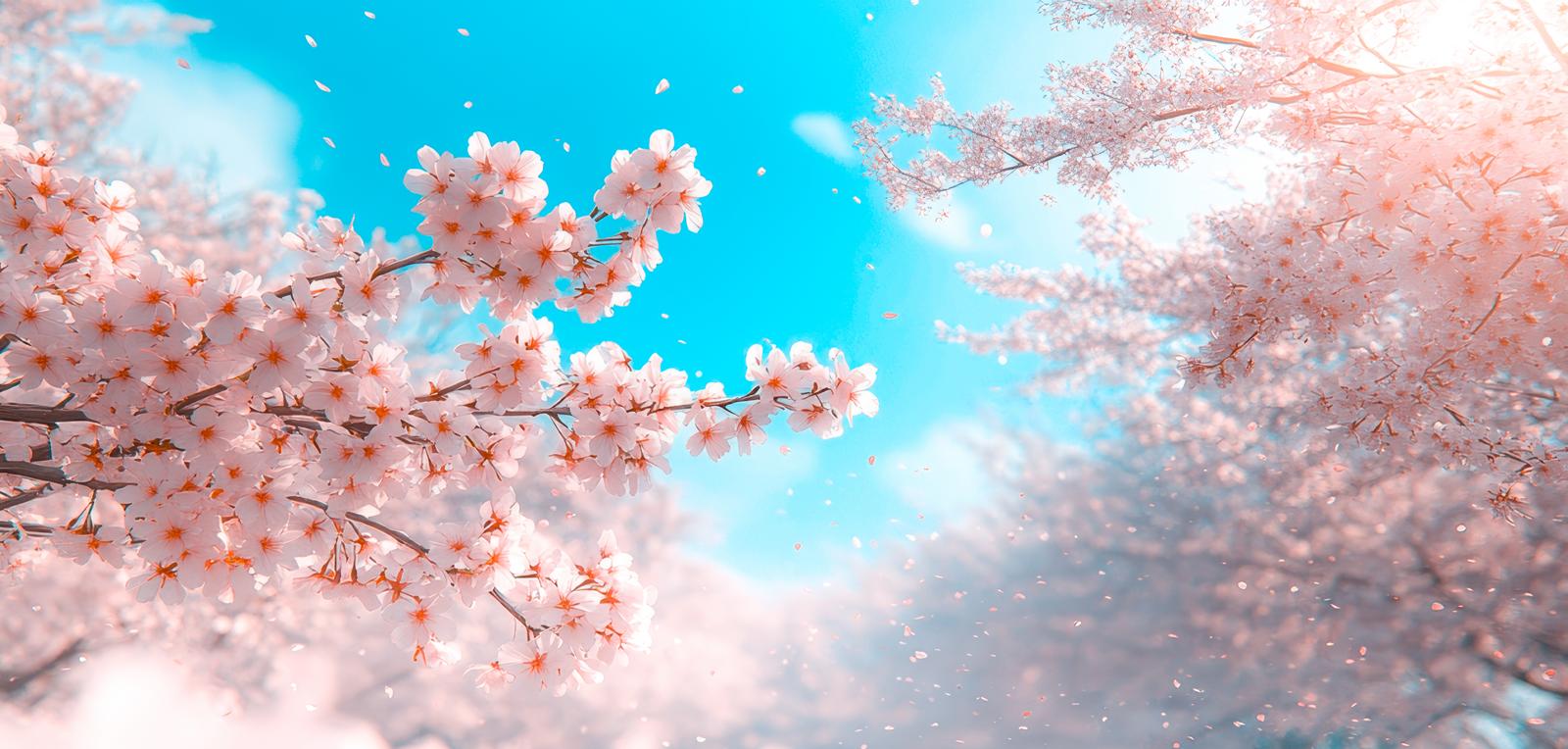 青空の下、満開の桜から無数の花びらが舞い落ちる春景色