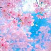 青空と舞い散る花びらに包まれた満開の桜と陽光の写真