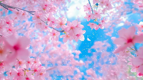 青空と舞い散る花びらに包まれた満開の桜と陽光