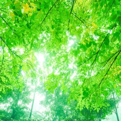 新緑の季節に木漏れ日が差し込む葉のカーテンの写真