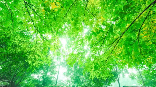 新緑の季節に木漏れ日が差し込む葉のカーテン