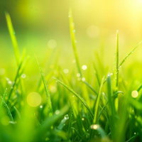 朝露に光る草と朝日の写真